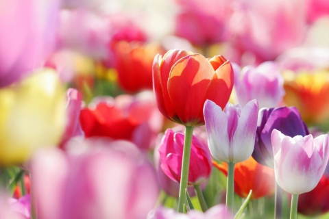 Обои Colorful Tulips 480x320