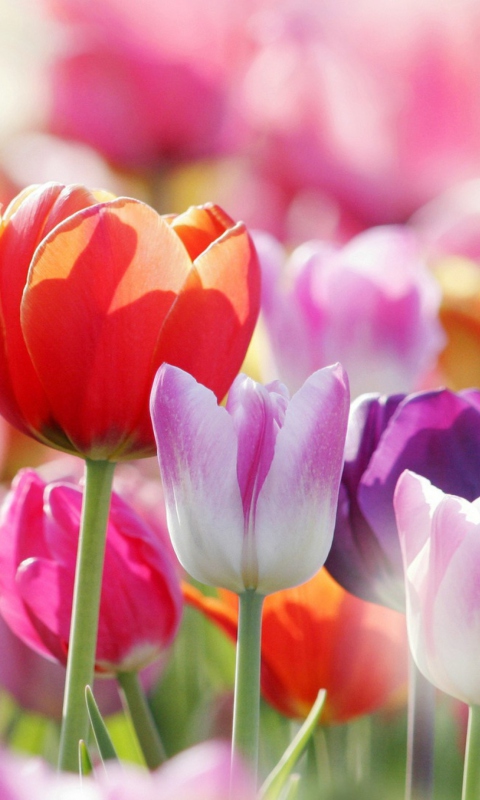 Обои Colorful Tulips 480x800