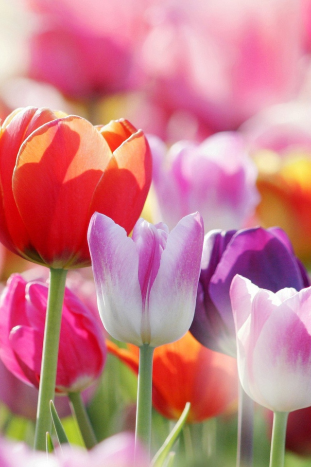 Обои Colorful Tulips 640x960
