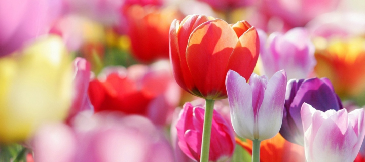 Fondo de pantalla Colorful Tulips 720x320