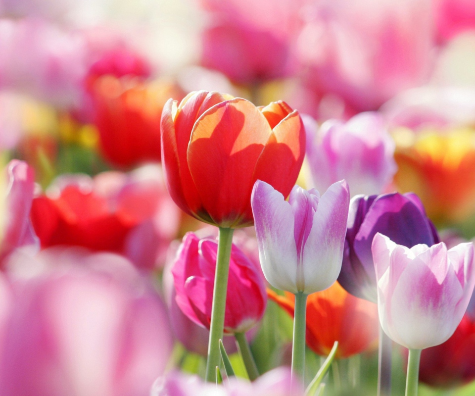 Colorful Tulips wallpaper 960x800
