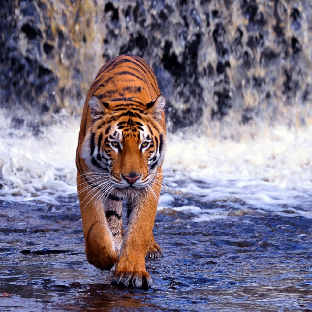 Обои Tiger And Waterfall 1024x1024
