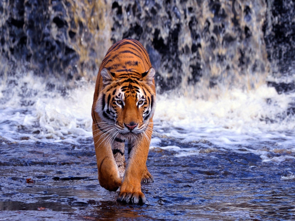 Das Tiger And Waterfall Wallpaper 1024x768