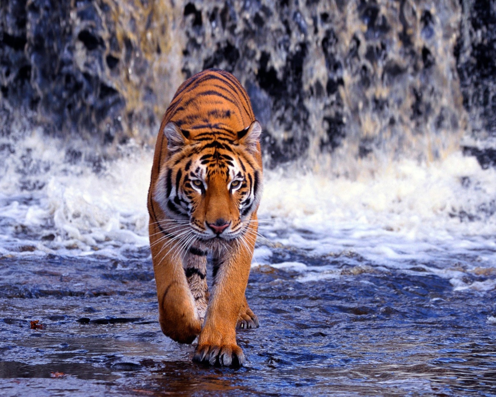 Fondo de pantalla Tiger And Waterfall 1600x1280
