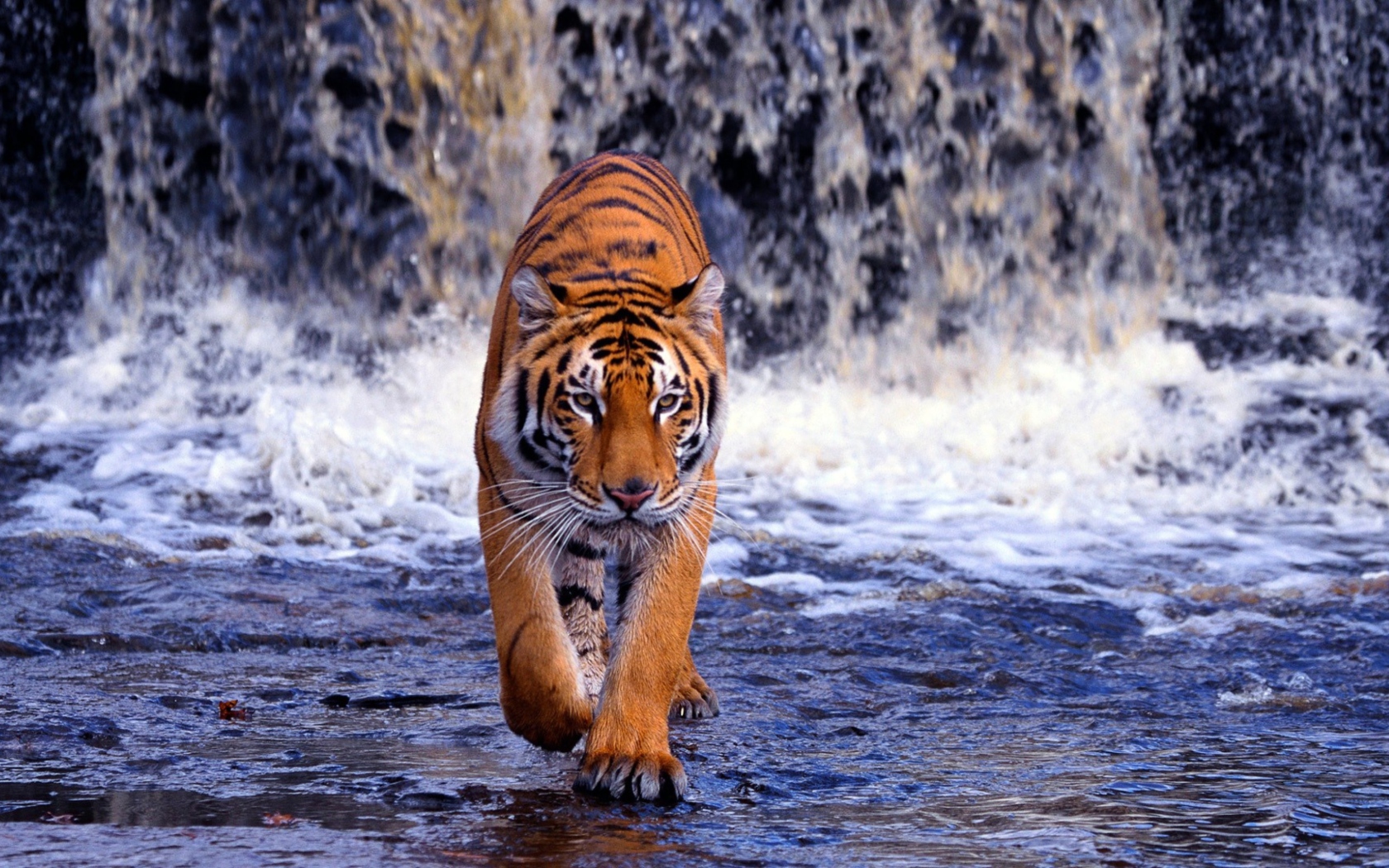 Fondo de pantalla Tiger And Waterfall 1680x1050