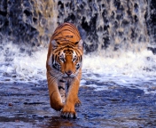 Tiger And Waterfall wallpaper 176x144