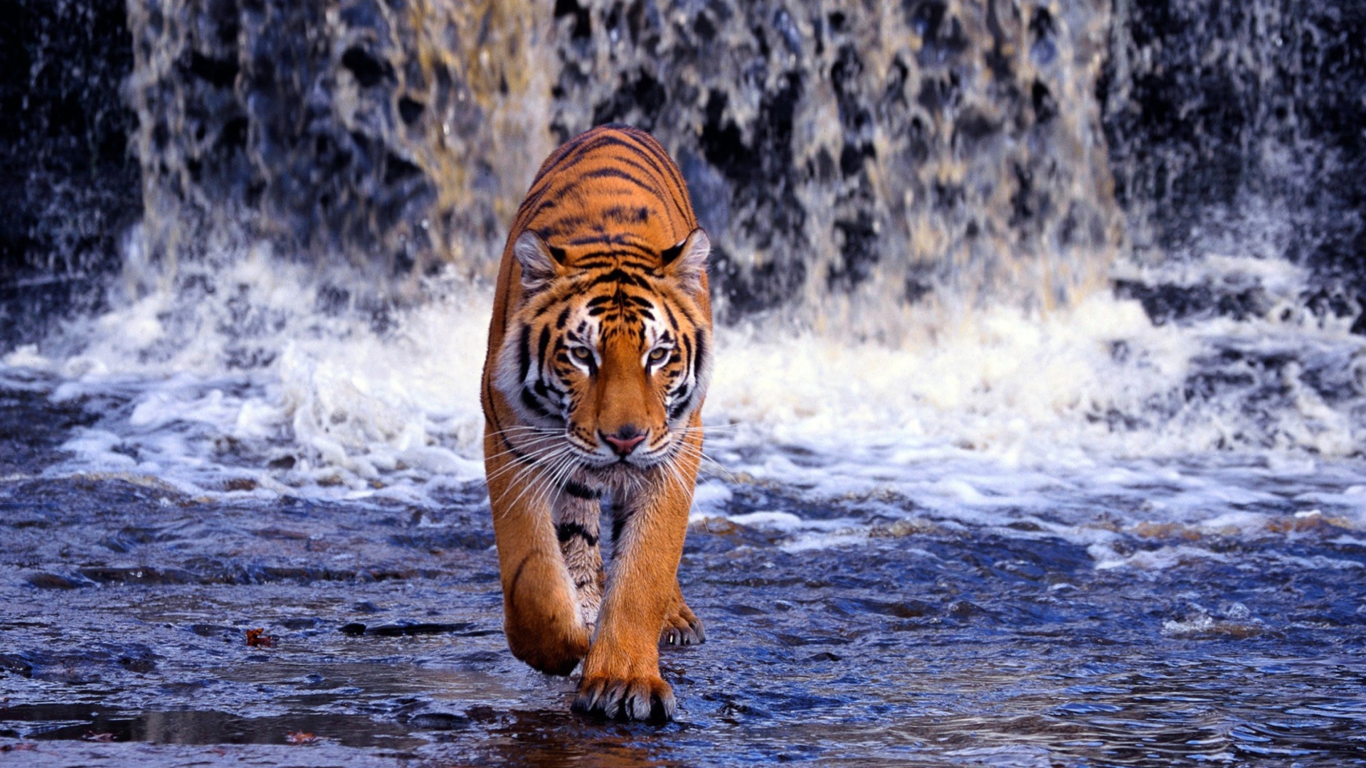 Das Tiger And Waterfall Wallpaper 1920x1080