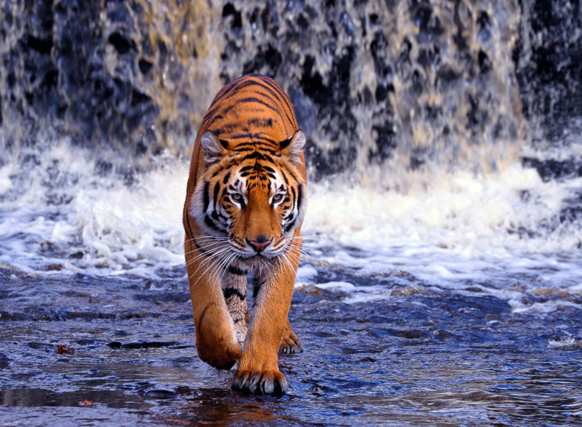 Sfondi Tiger And Waterfall 1920x1408