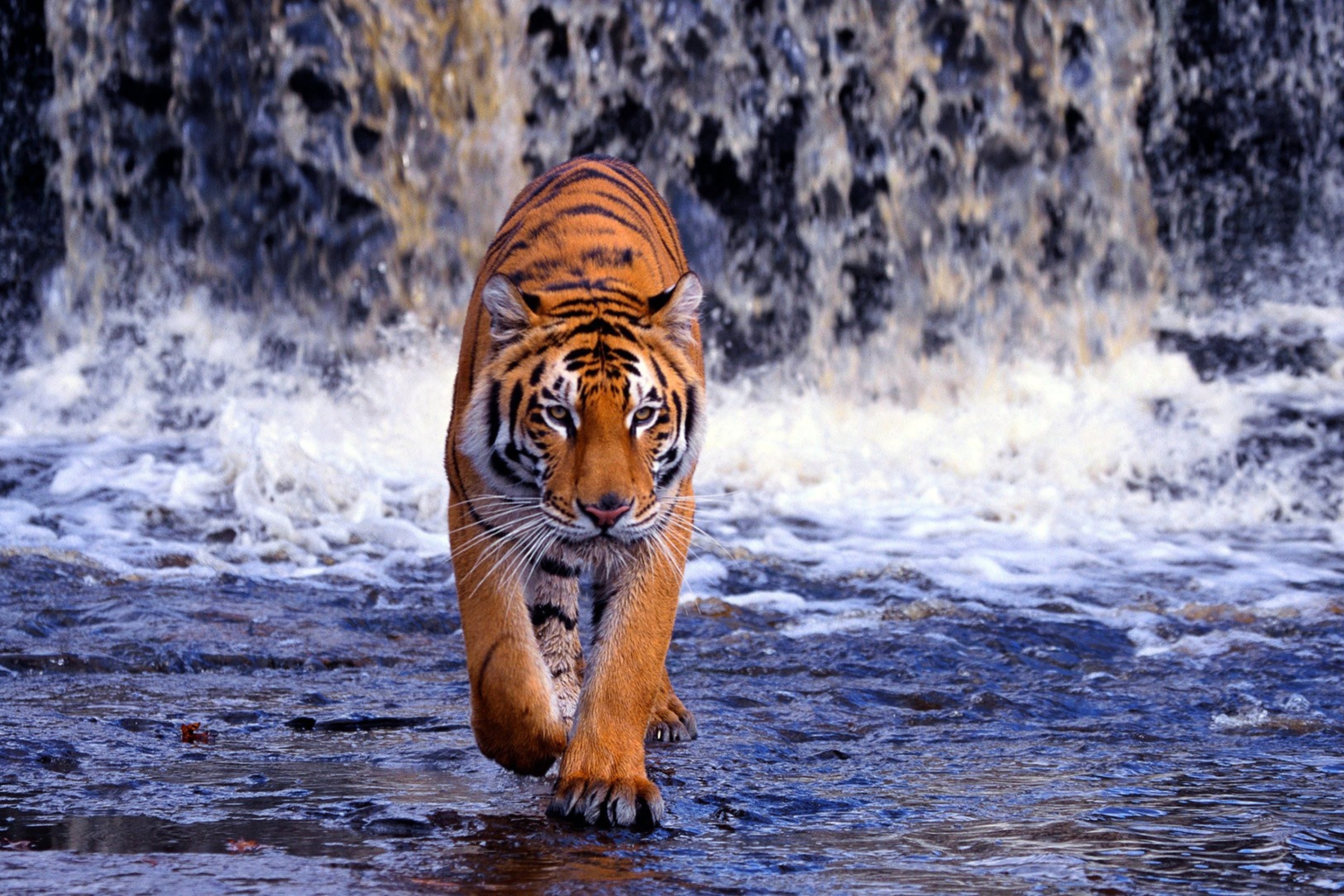 Tiger And Waterfall wallpaper 2880x1920