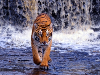 Das Tiger And Waterfall Wallpaper 320x240
