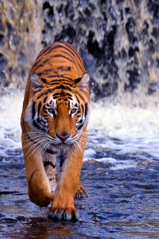 Fondo de pantalla Tiger And Waterfall 320x480
