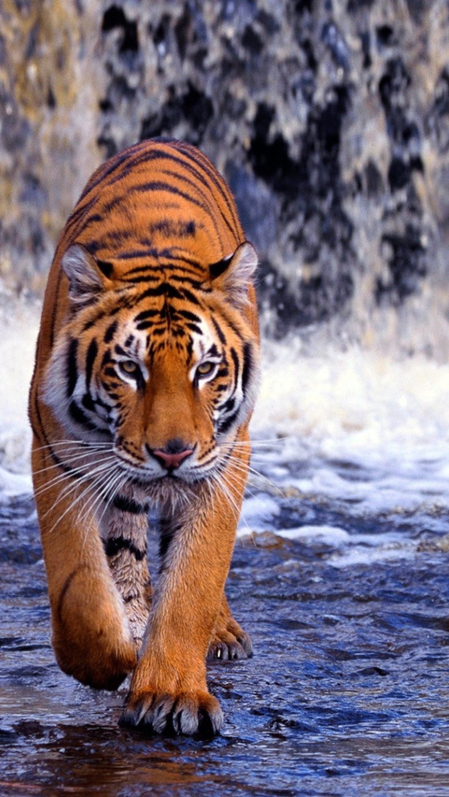 Fondo de pantalla Tiger And Waterfall 640x1136