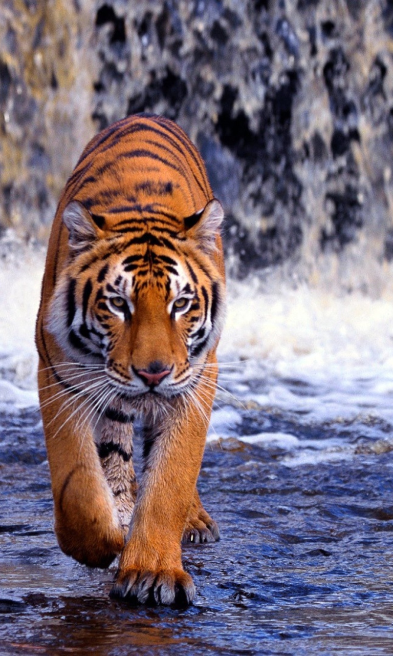Fondo de pantalla Tiger And Waterfall 768x1280