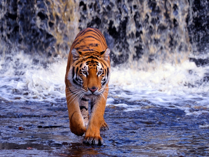 Das Tiger And Waterfall Wallpaper 800x600