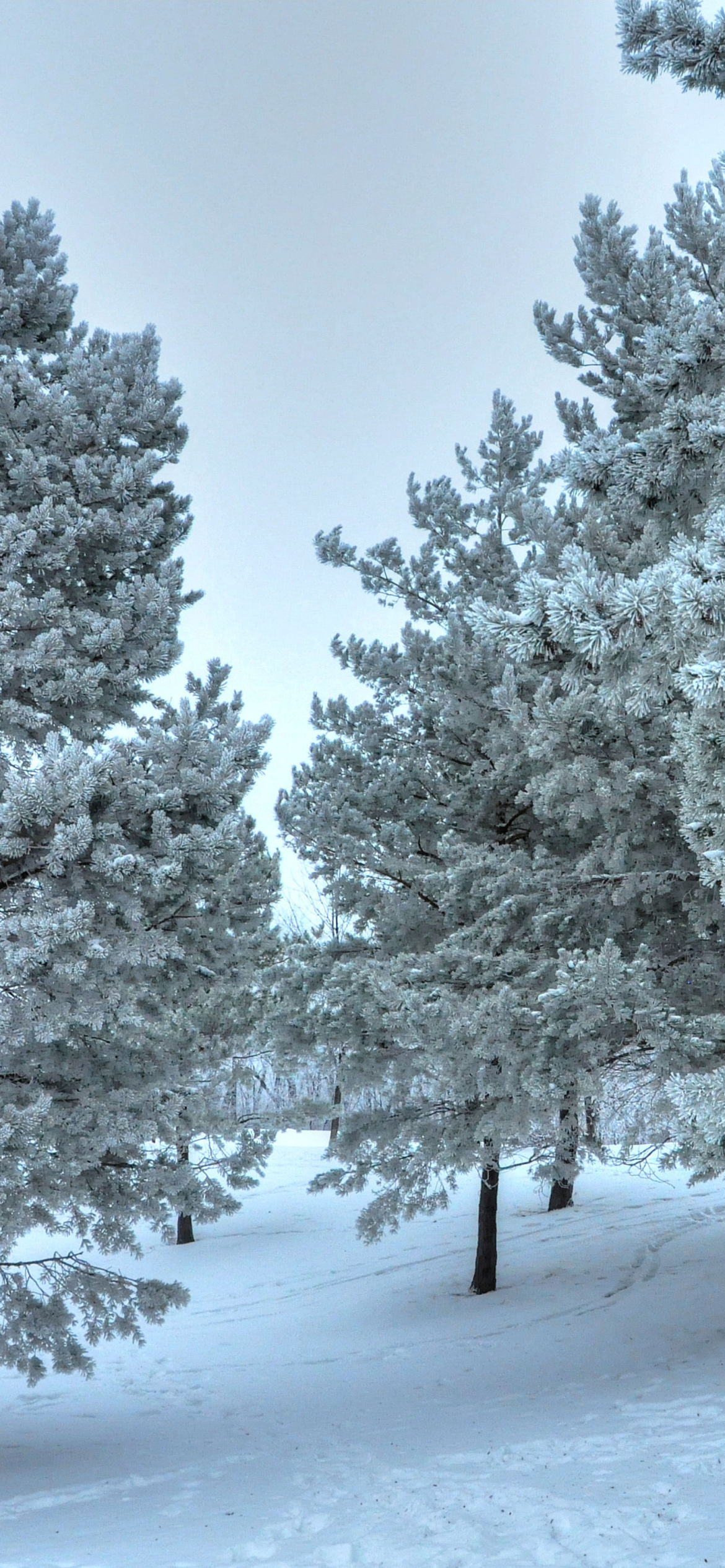Screenshot №1 pro téma Winter Landscape 1170x2532