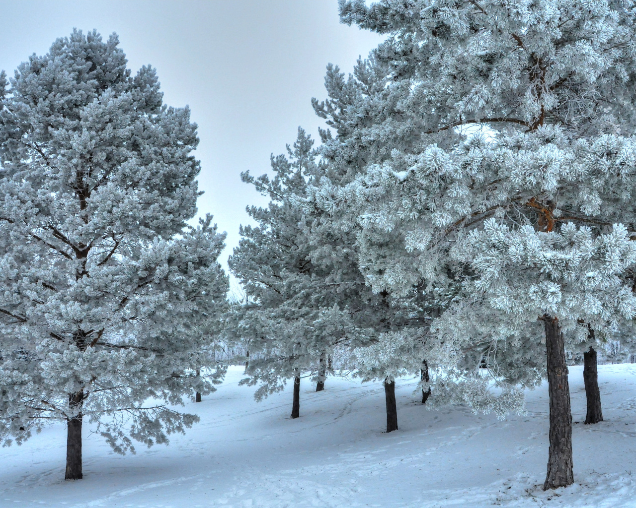 Fondo de pantalla Winter Landscape 1280x1024