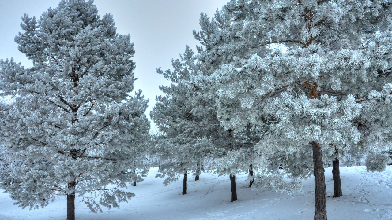 Fondo de pantalla Winter Landscape 1280x720