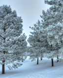 Winter Landscape screenshot #1 128x160