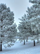 Screenshot №1 pro téma Winter Landscape 132x176