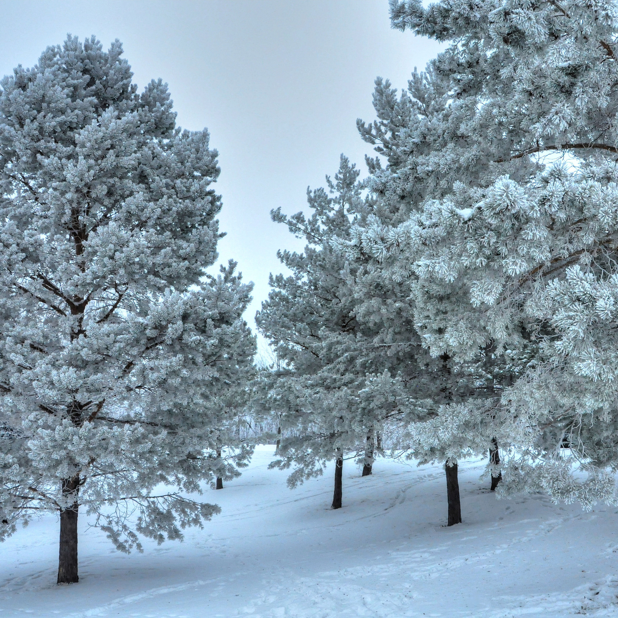 Winter Landscape wallpaper 2048x2048