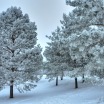 Обои Winter Landscape 208x208