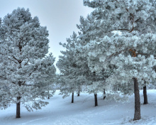 Sfondi Winter Landscape 220x176