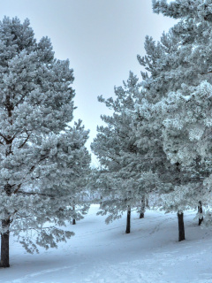 Das Winter Landscape Wallpaper 240x320
