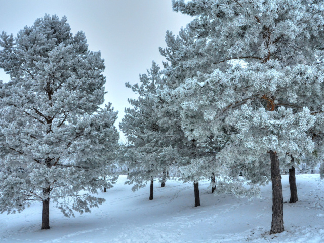 Winter Landscape wallpaper 640x480