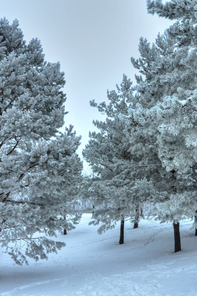 Screenshot №1 pro téma Winter Landscape 640x960