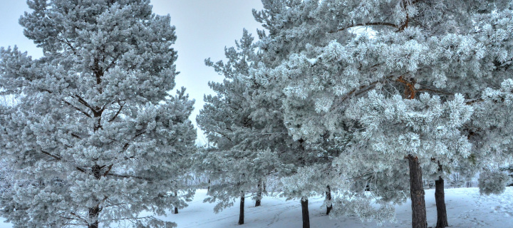 Sfondi Winter Landscape 720x320