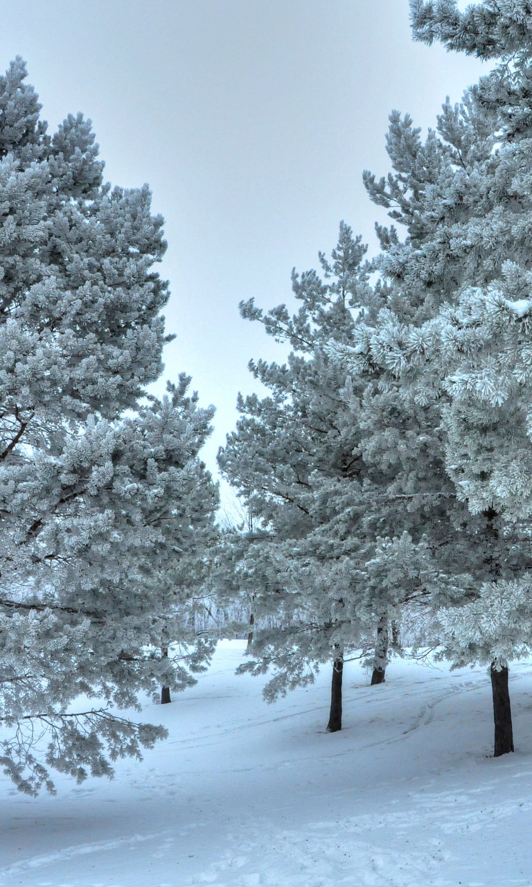 Winter Landscape wallpaper 768x1280