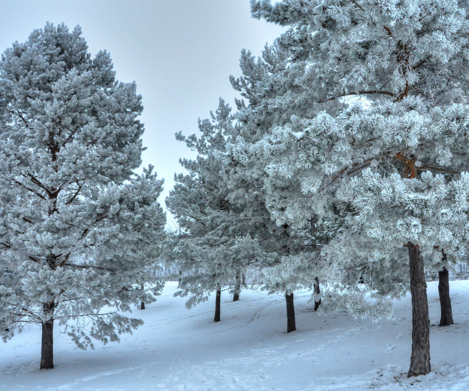 Обои Winter Landscape 960x800