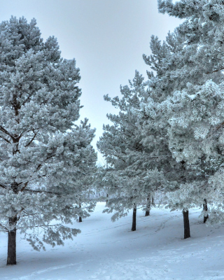 Winter Landscape sfondi gratuiti per iPhone 5