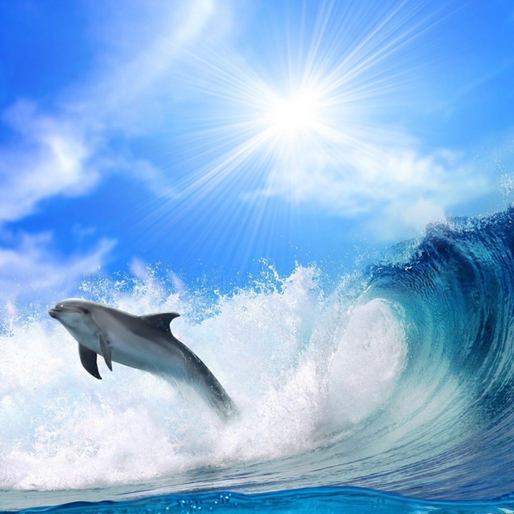 Dolphin wallpaper 1024x1024