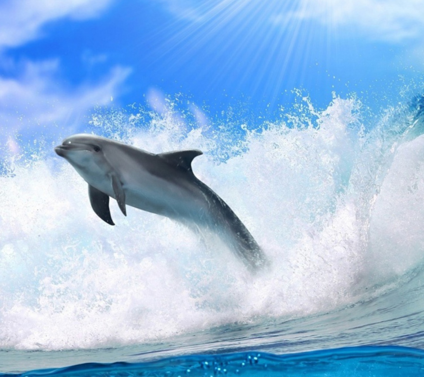 Das Dolphin Wallpaper 1440x1280