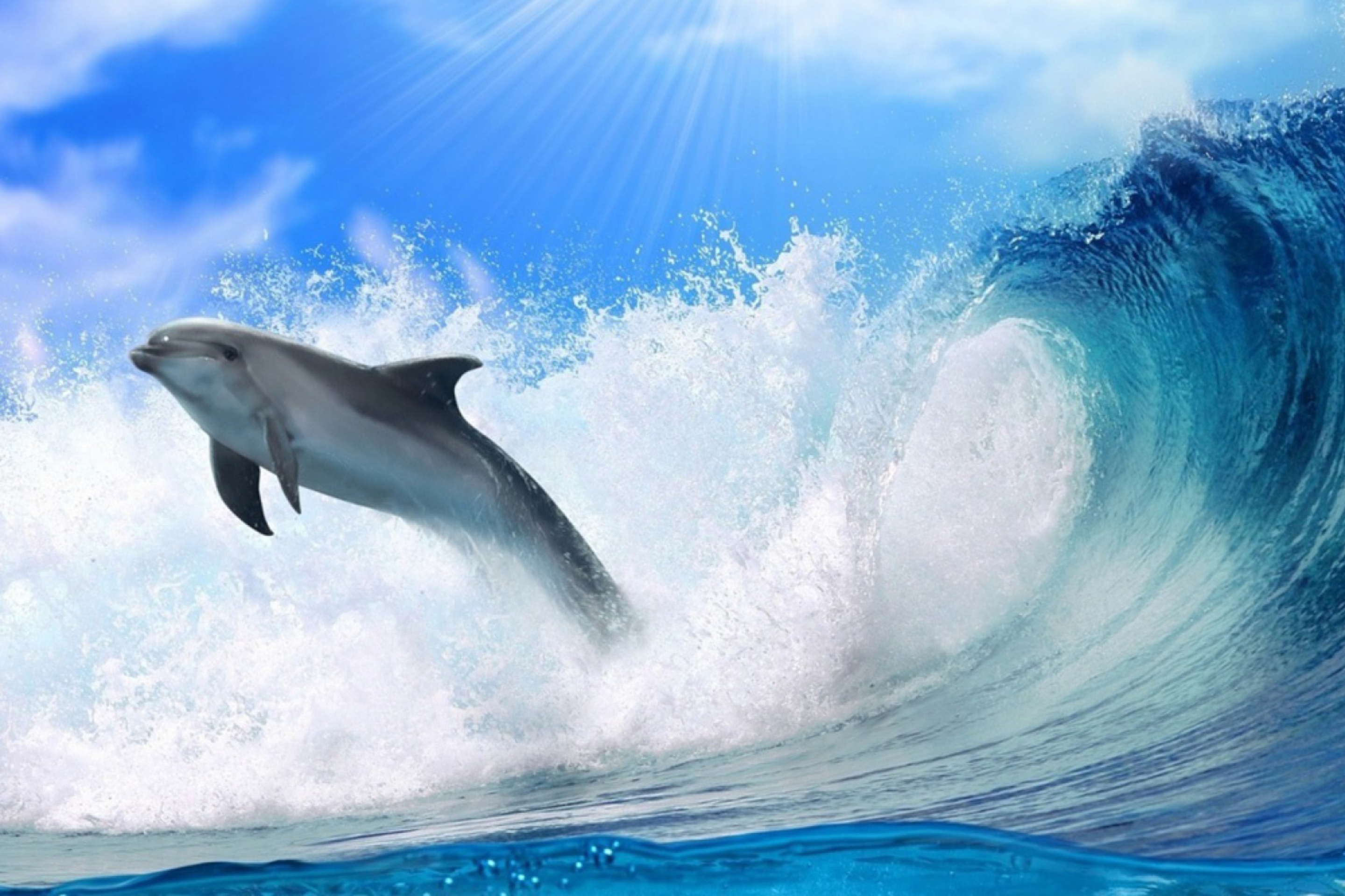 Обои Dolphin 2880x1920