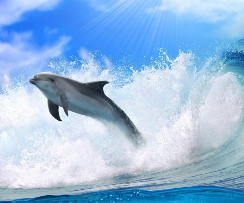 Dolphin screenshot #1 480x400