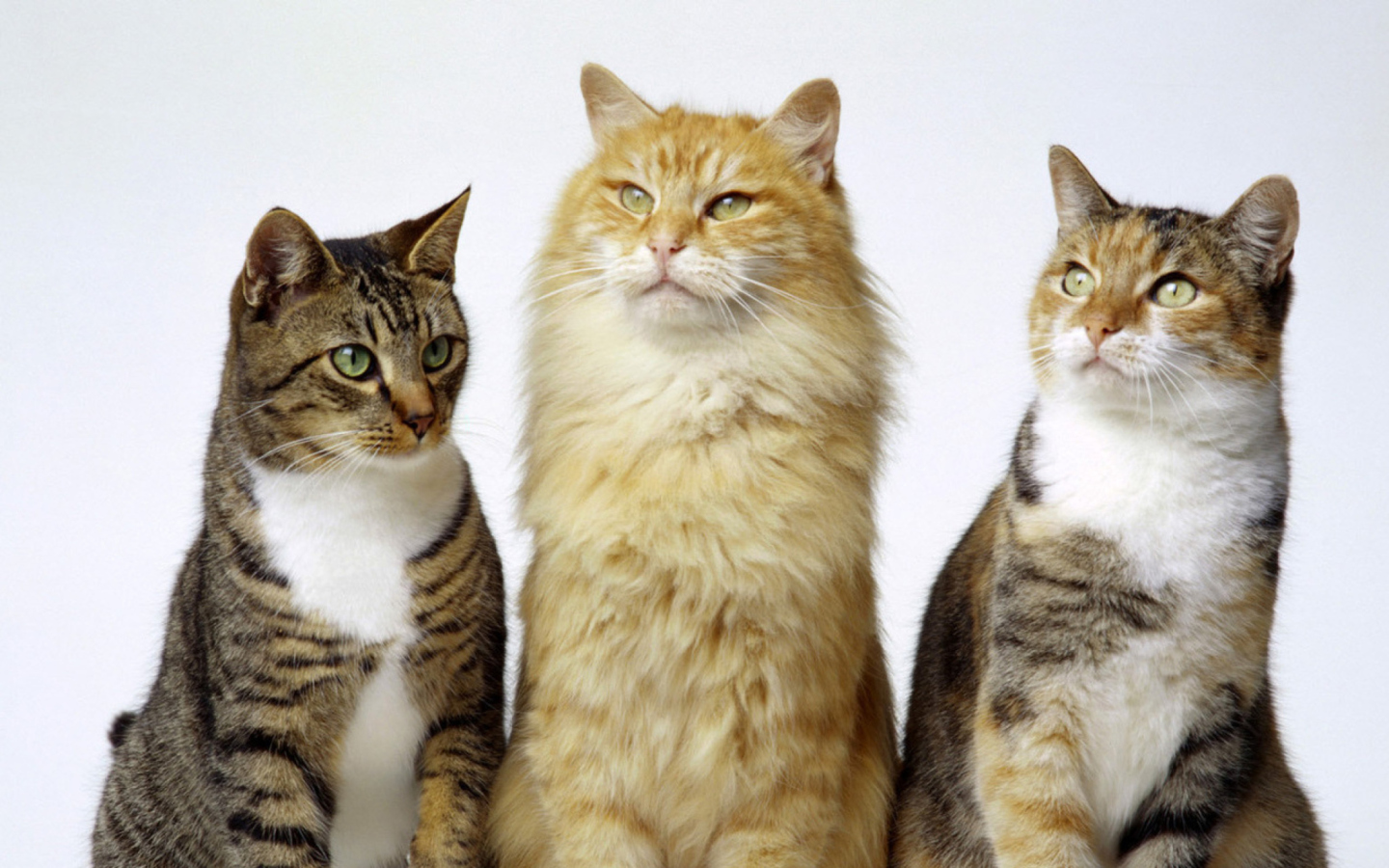 Fondo de pantalla Cats 1440x900