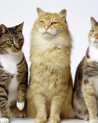 Cats sfondi gratuiti per Samsung i900 Omnia