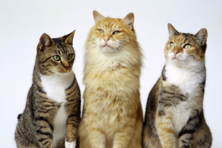 Cats sfondi gratuiti per cellulari Android, iPhone, iPad e desktop