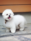 Fondo de pantalla White Plush Puppy 132x176