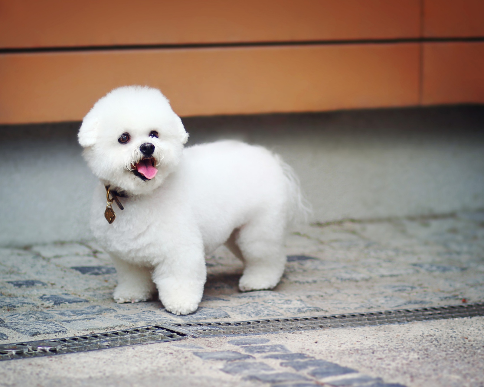White Plush Puppy wallpaper 1600x1280