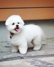 Sfondi White Plush Puppy 176x220