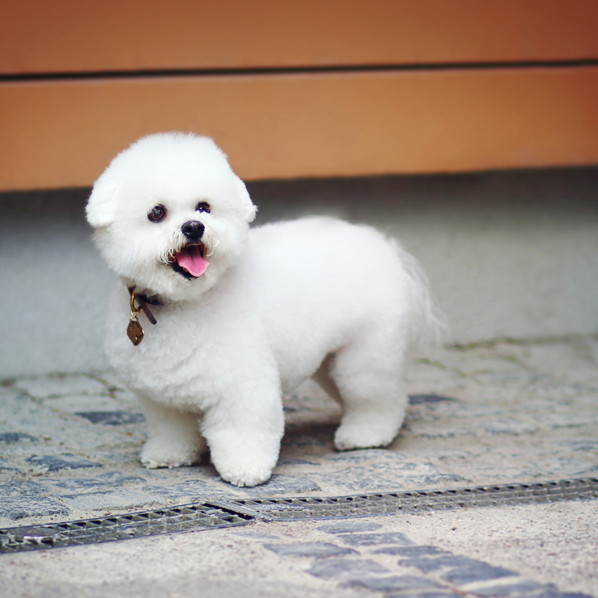 White Plush Puppy wallpaper 2048x2048