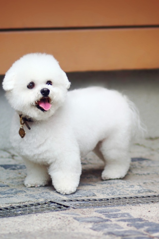 Das White Plush Puppy Wallpaper 320x480