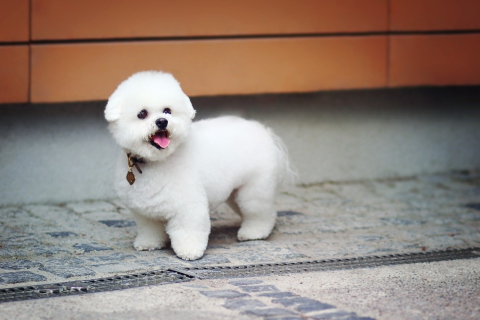 Das White Plush Puppy Wallpaper 480x320