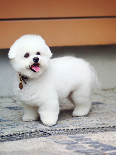 Das White Plush Puppy Wallpaper 480x640