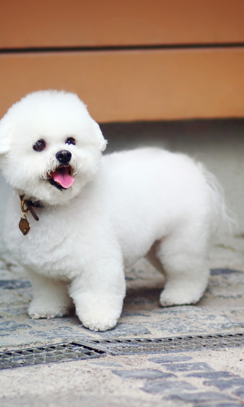 White Plush Puppy screenshot #1 480x800