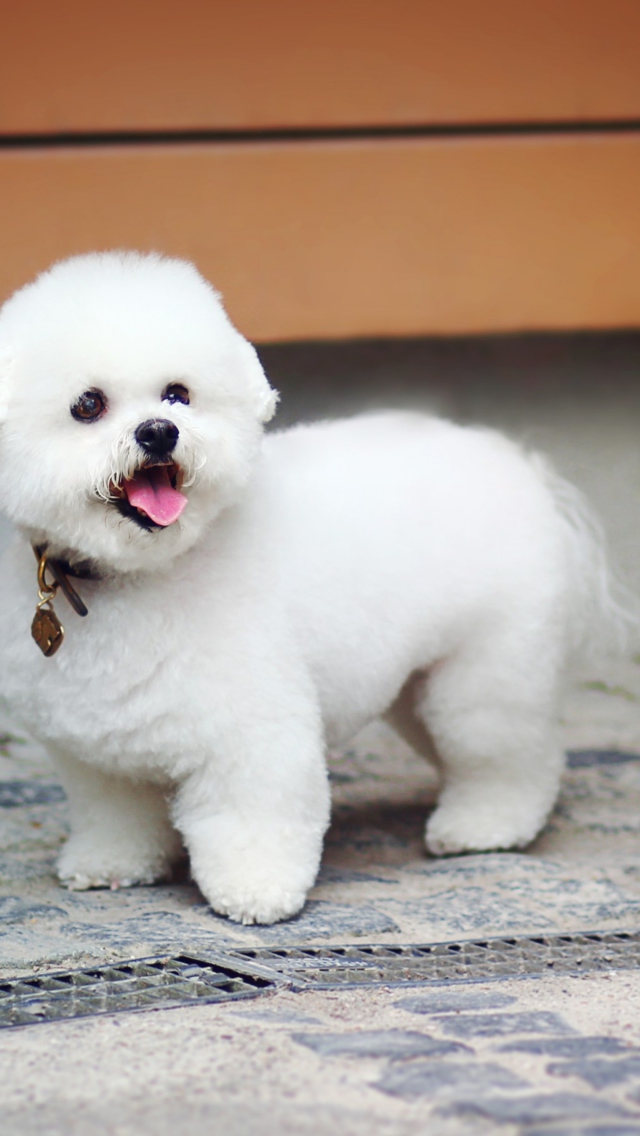 White Plush Puppy wallpaper 640x1136