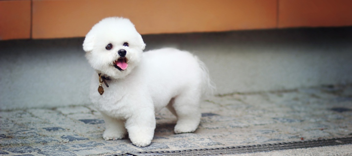 White Plush Puppy screenshot #1 720x320